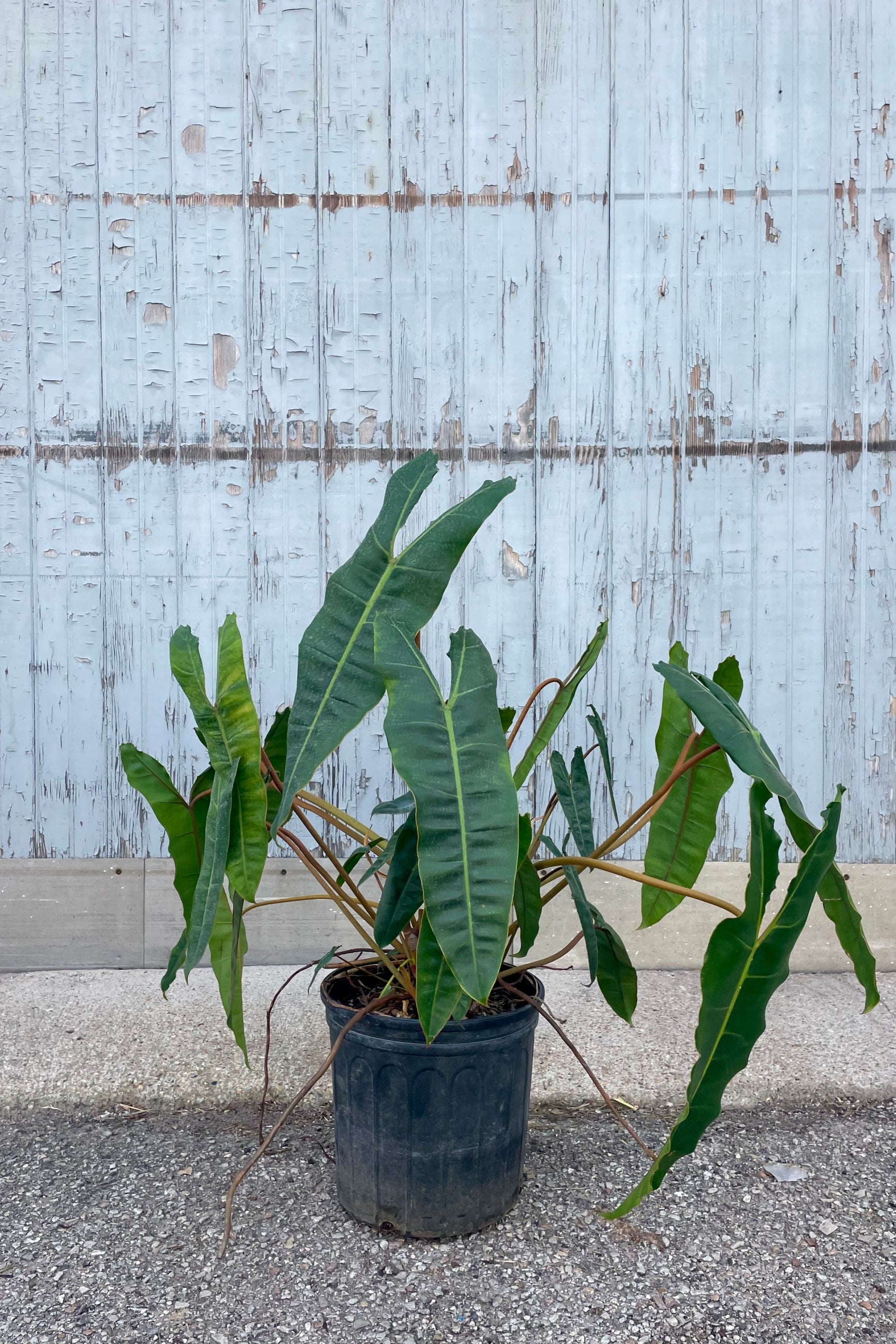 Photo of a Philodendron billietiae in a black pot in front of a gray wall. The leaves are long and narrow with golden orange petioles.