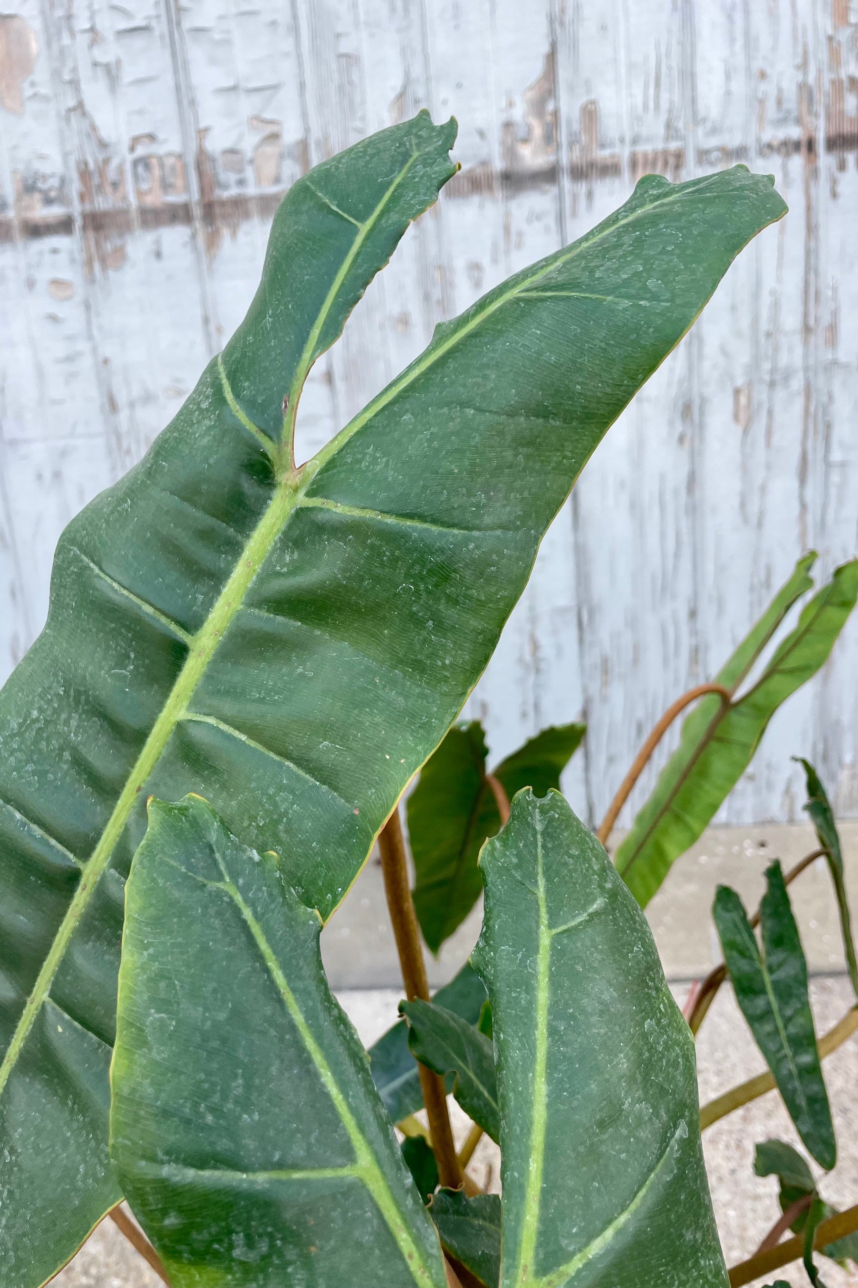 Close photo of a Philodendron billietiae in front of a gray wall. The leaves are long and narrow with golden orange petioles.