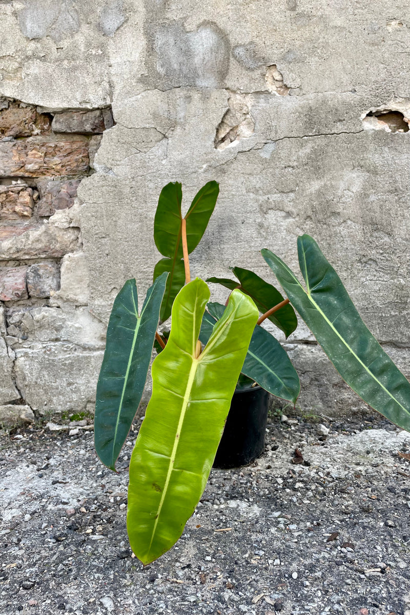 Photo of green leaves and orange stems of Philodendron billietiae in a black pot against a cement wall.