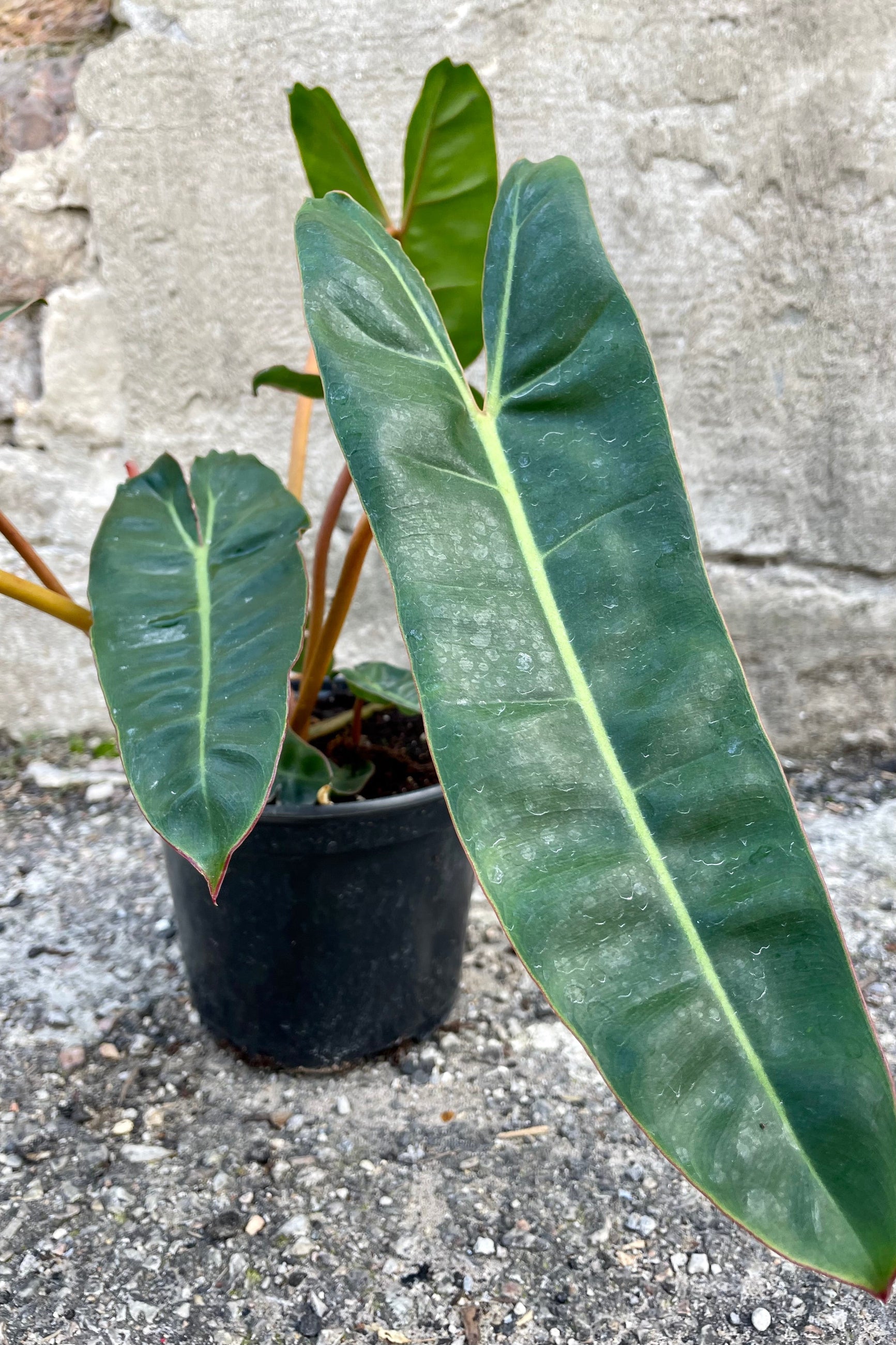Close photo showing the length of the long, narrow green leaves of Philodendron billietiae houseplant against a cement wall. ©Sprout Home