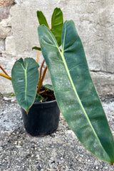 Close photo showing the length of the long, narrow green leaves of Philodendron billietiae houseplant against a cement wall.