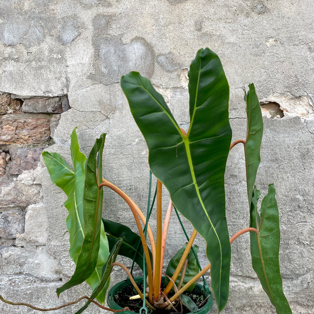 philodendron billietiae light Philodendron billietiae 8" at SPROUT HOME