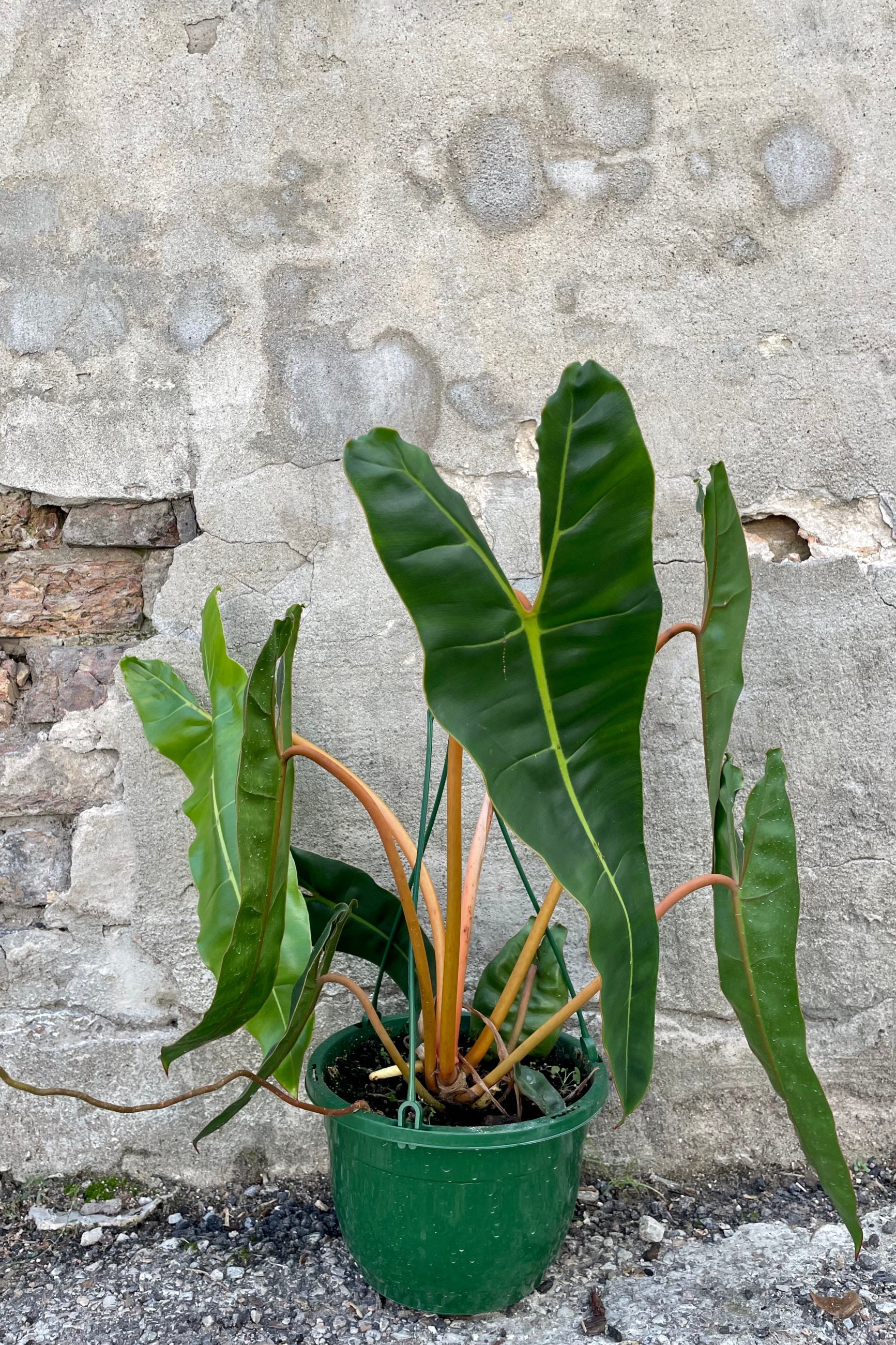 Photo of Philodendron billietiae houseplant in a green pot against a cement wall showing long green leaves and arching orange stems. ©Sprout Home