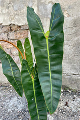 Close photo of long green leaves of Philodendron billietiae against a cement wall.