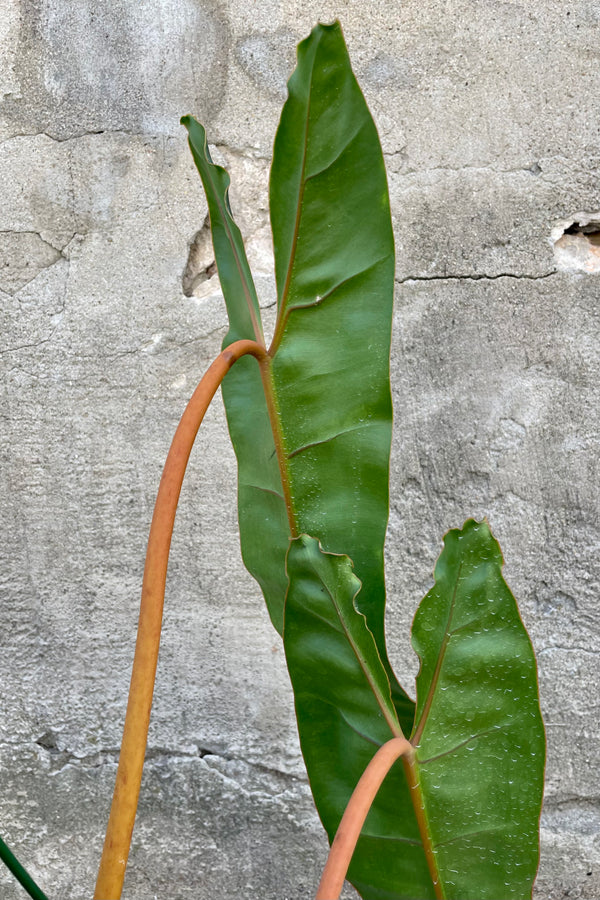Close photo of the back side of Philodendron billietiae leaves with orange stems.