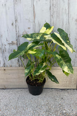 Photo of a philodendron in a black pot against a gray wall. The Philodendron is the variegated Burle Marx and shows the vining stems, long petioles and oblong leaves that are marbled green and cream.