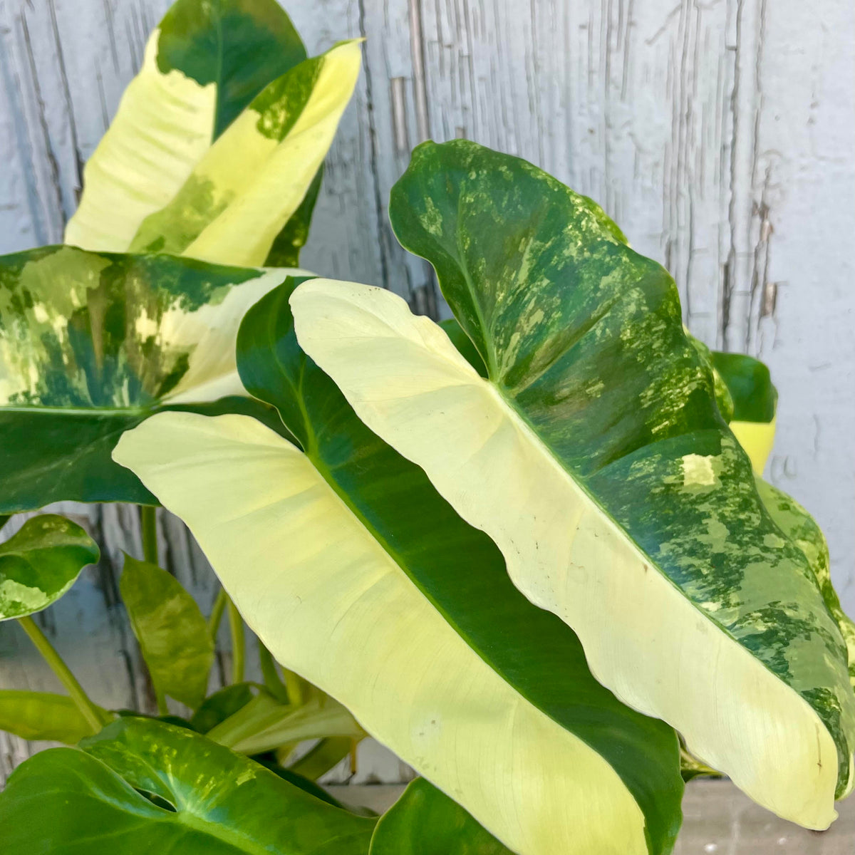 Philodendron 'Burle Marx' Variegated 6"