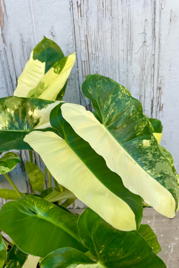 A close photo of Philodendron leaves against a gray wall. The leaves are those of Philodendron Burle Marx and are of the variegated form. The leaves are half green and half cream colors with some marbling of the two colors as well. The leaves are long with a light rippled edge and a pronounced sinus.