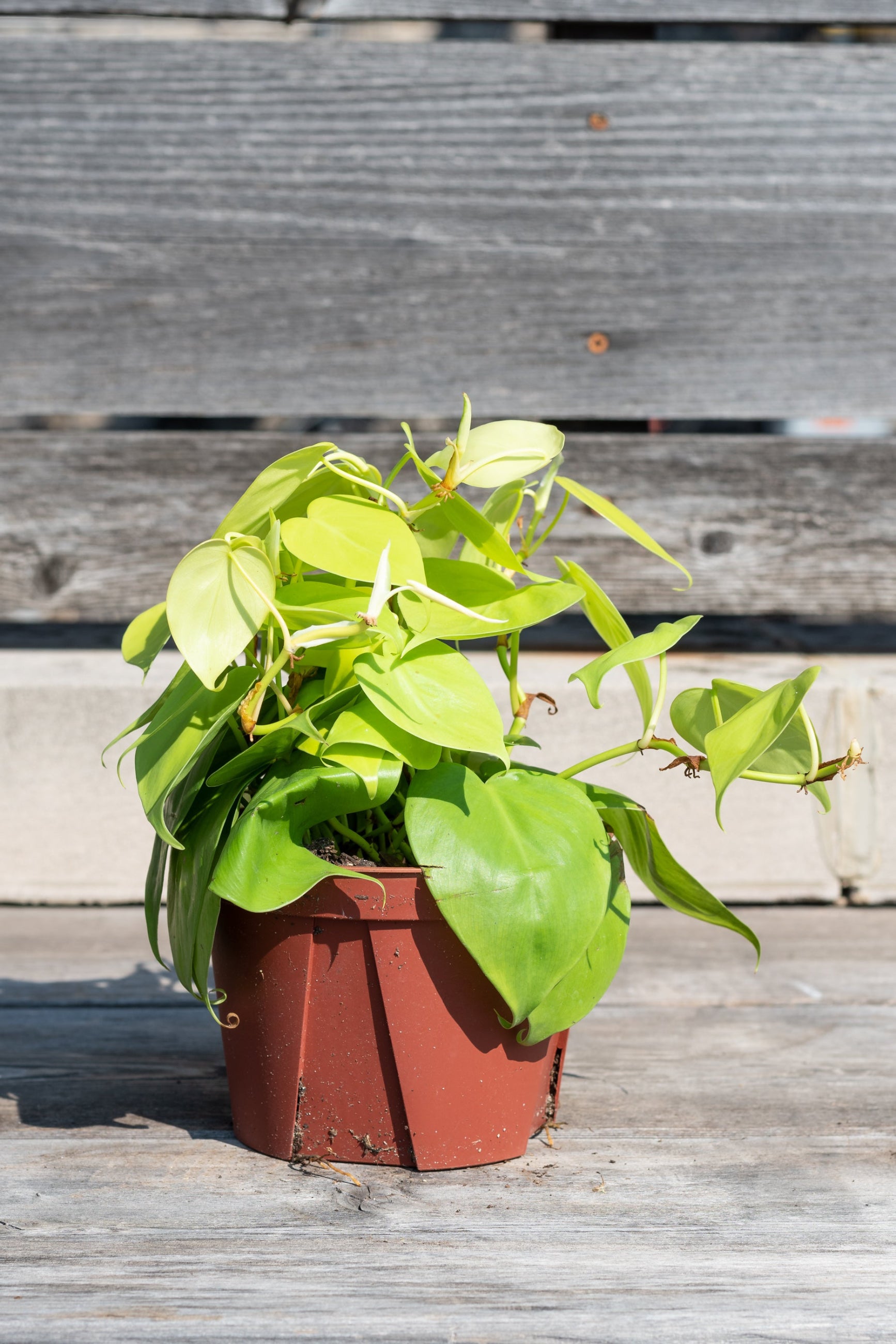 Philodendron 'Lemon Lime' or properly called aureum, in a 6" growers pot in front of a wood fence ©Sprout Home