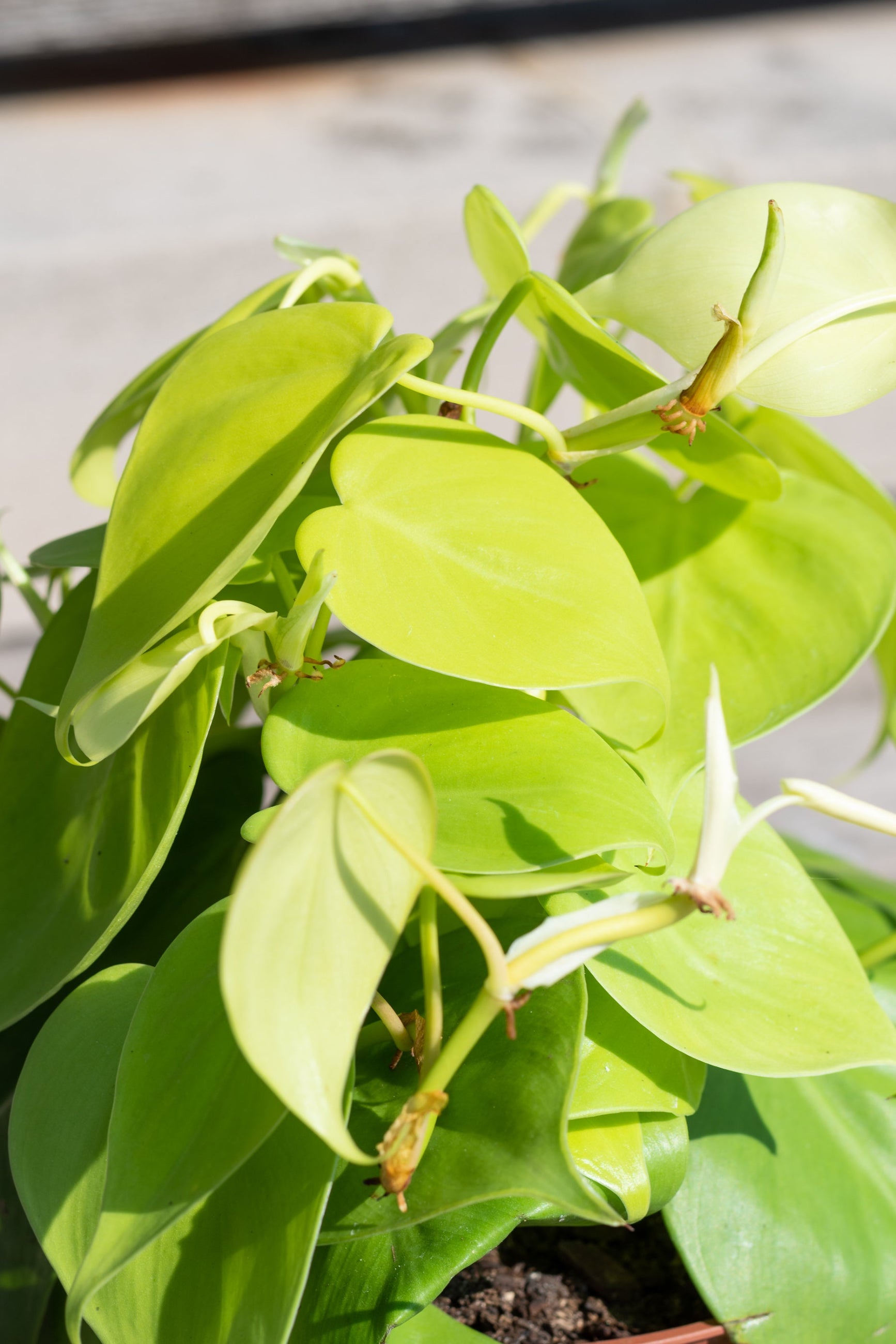 Philodendron Aureum or 'Lemon Lime' close up showing off its lemon lime colored heart shaped leaves ©Sprout Home