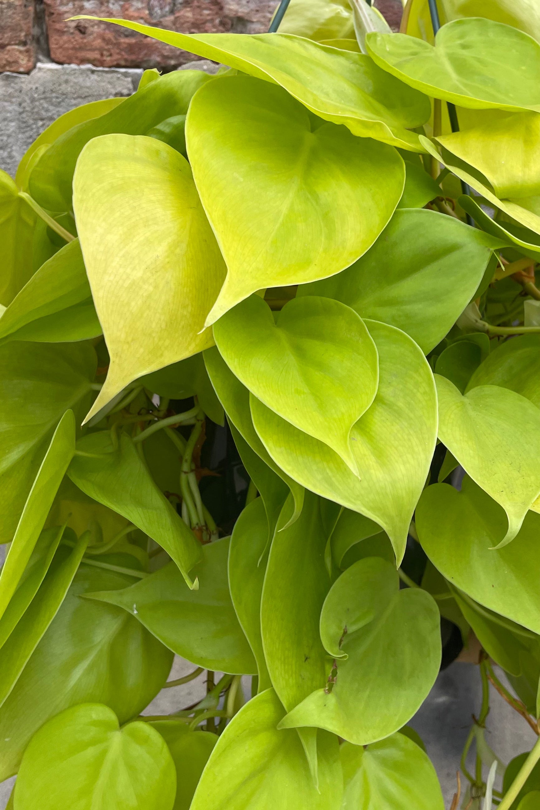 A detailed view of Philodendron cordatum 'Aureum' 8" premium against concrete backdrop ©Sprout Home 