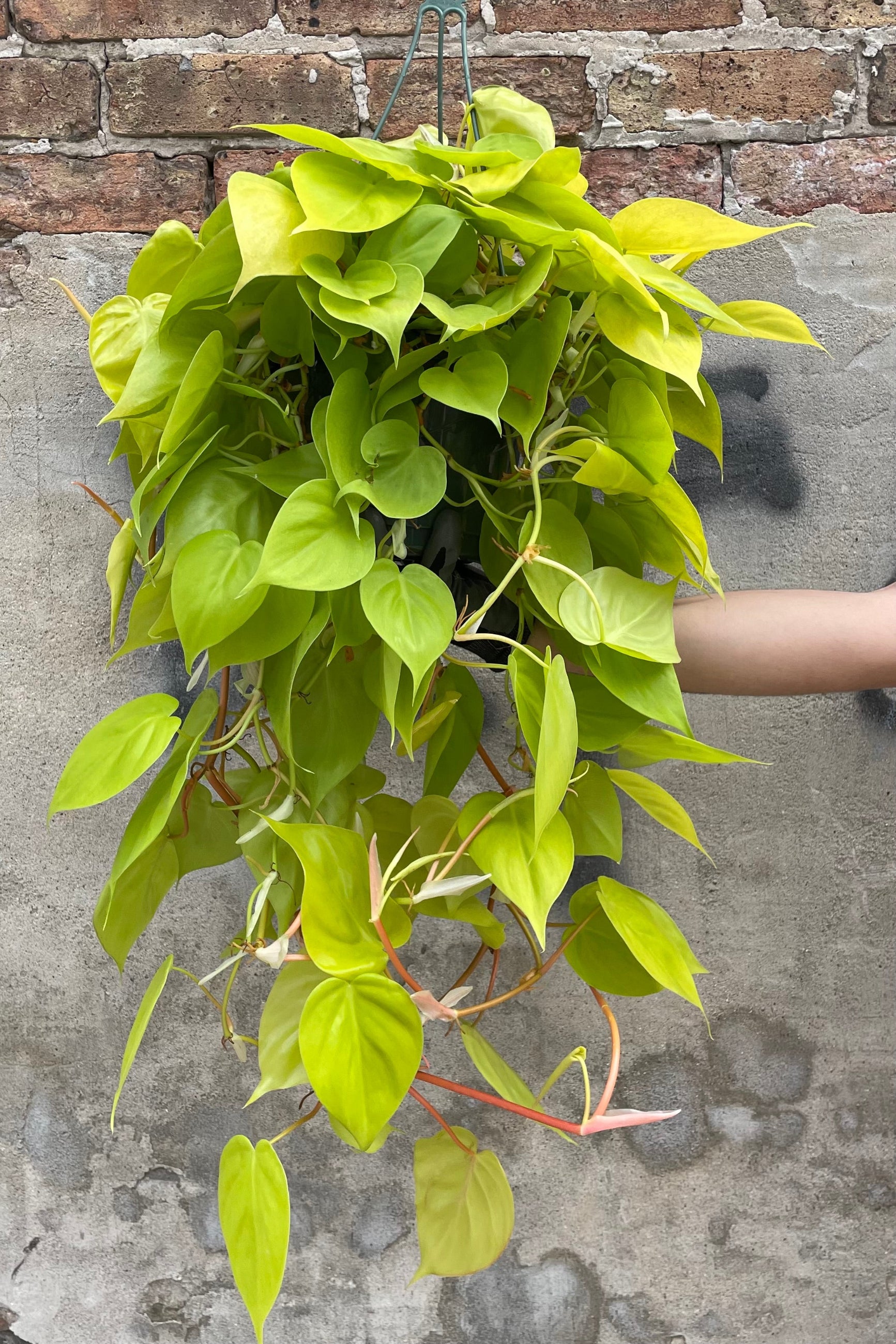 A hand holds the hanging Philodendron cordatum 'Aureum' 8" premium against concrete backdrop ©Sprout Home