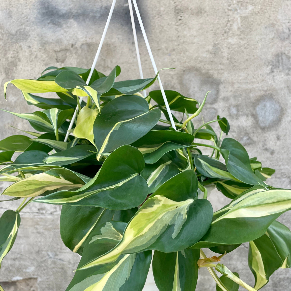 Philodendron cordatum 'Rio' 8" at SPROUT HOME