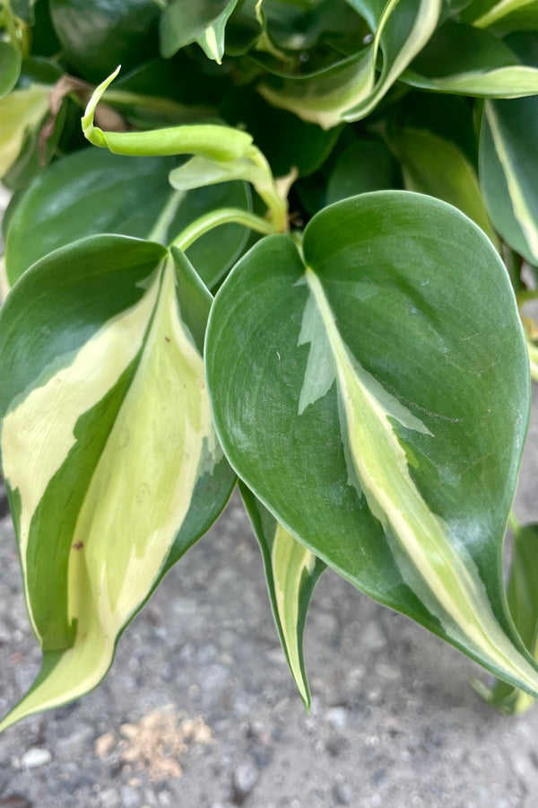 Close up photo of heart-shaped leaves of Philodendron cordatum 'rio' showing specific variegation pattern against a concrete wall.
