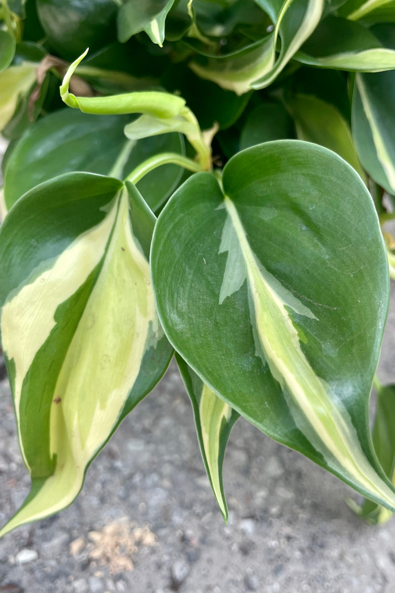 Close up photo of heart-shaped leaves of Philodendron cordatum 'rio' showing specific variegation pattern against a concrete wall.