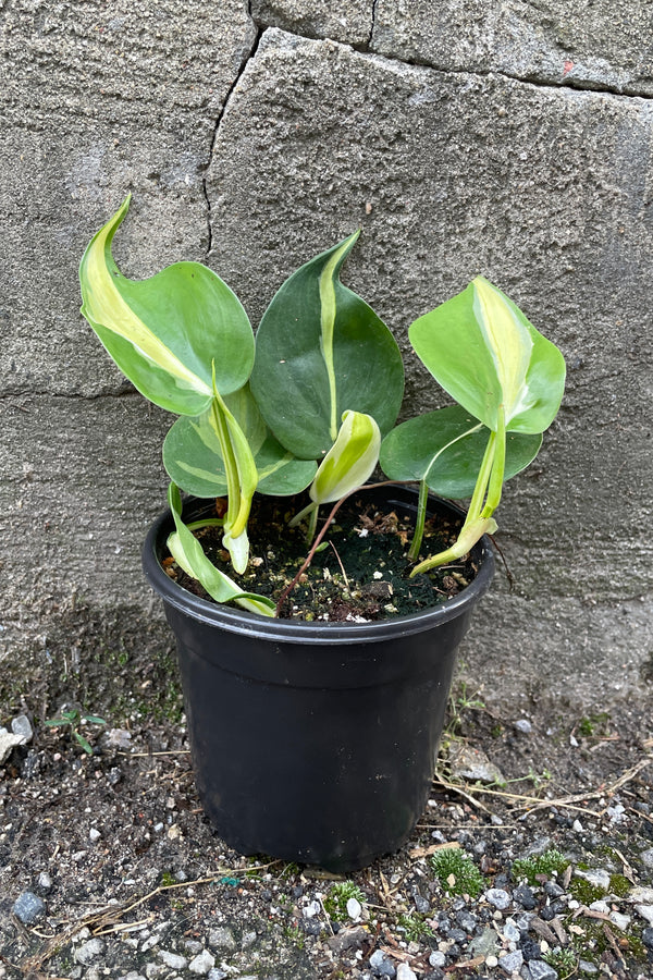 Photo of a young vining plant in a black pot shown against a cement wall. The plant is Philodendron 'Cream Splash' and has wide, pointed green leaves with bread stripes of soft white / yellow across the central vein of the leaf.