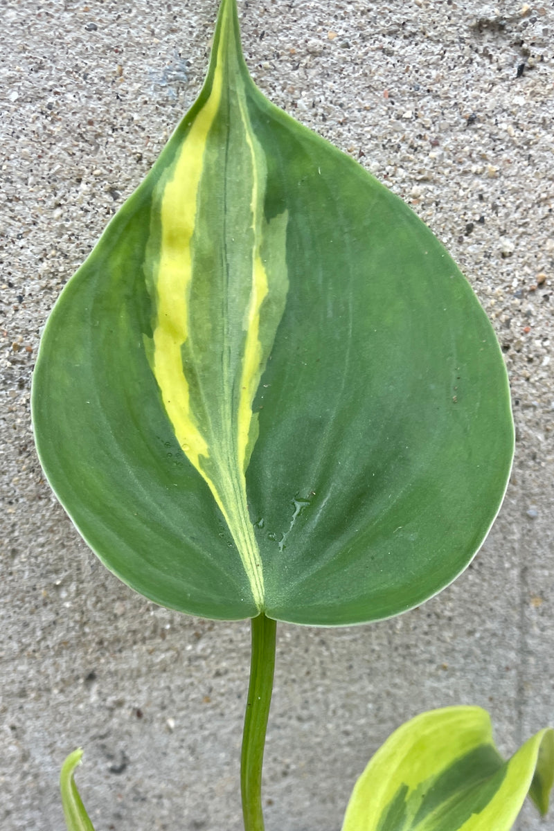 Close photo of a plant leaf. The plan is Philodendron 'Cream Splash' and it round with a pointed end, green with a cream/Golden central broad stripe. It is shown against a concrete wall.