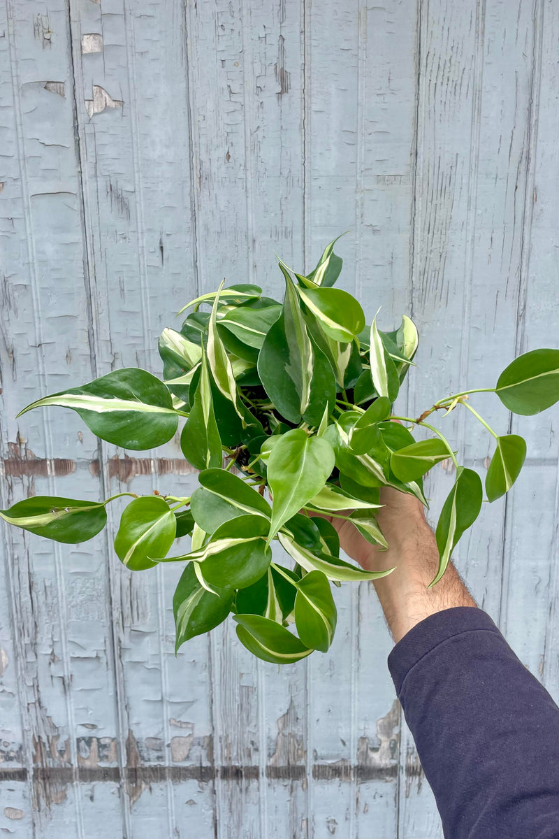 Photo of a hand holding a Philodendron against a gray wall. The Philodendron is P. cordatum 'Silver Stripe' which has vines of pointed leaves that are green with a yarrow central stripe of pale yellow and / or cream.