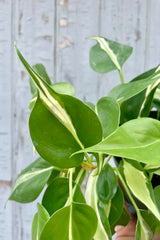 A close photo of Philodendron 'Silver Stripe' leaves. The leaves are round and pointed. They are bright green with a central stripe of pale yellow and cream.