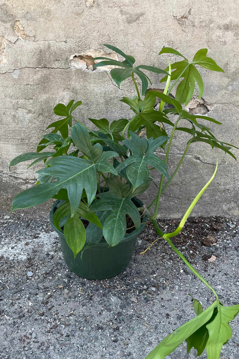 Philodendron 'Florida Green' in a 10" growers pot in front of a concrete wall showing off its sculptural large lgreen leaves that are starting to trail and climb.