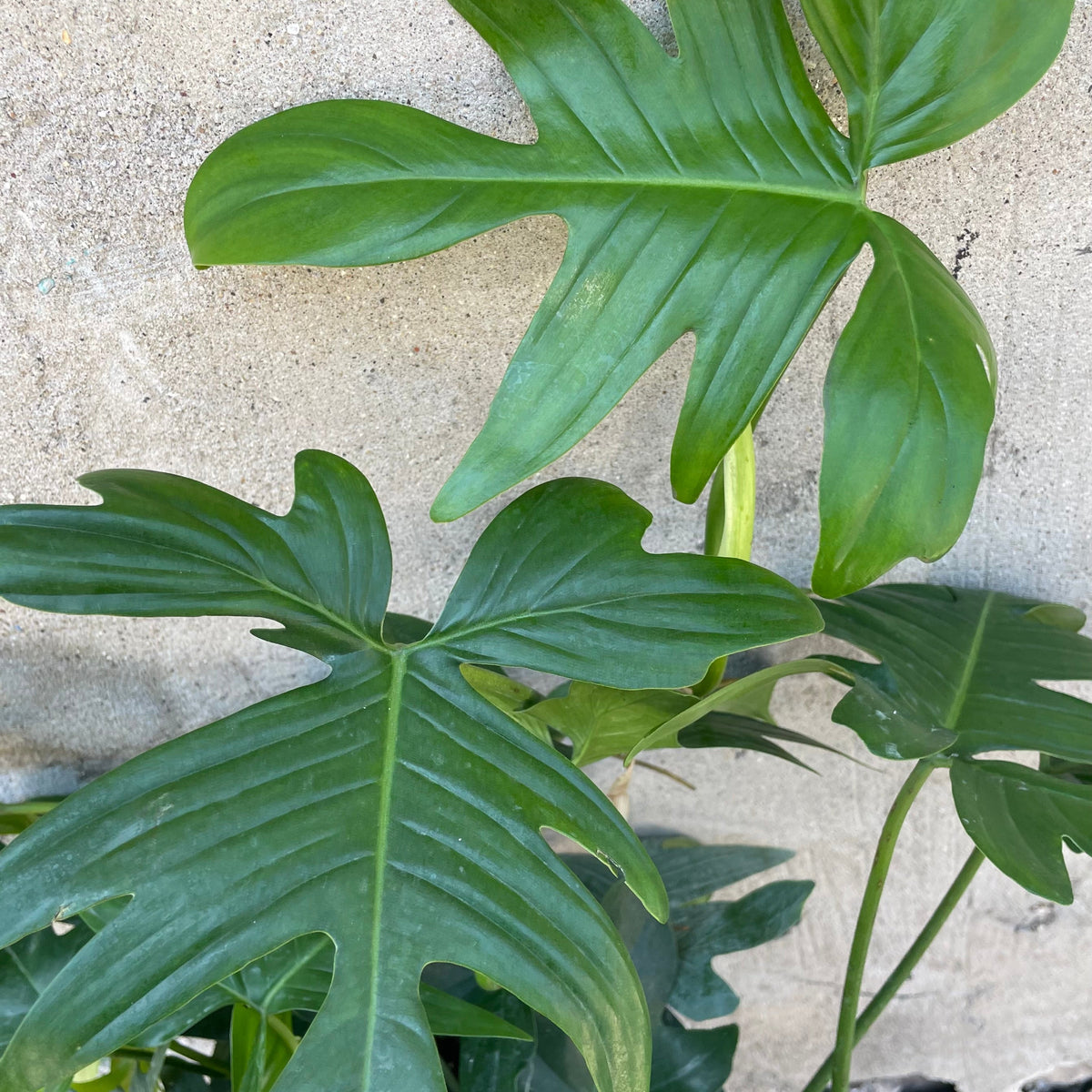 philodendron florida green flower Philodendron 'Florida Green' 10