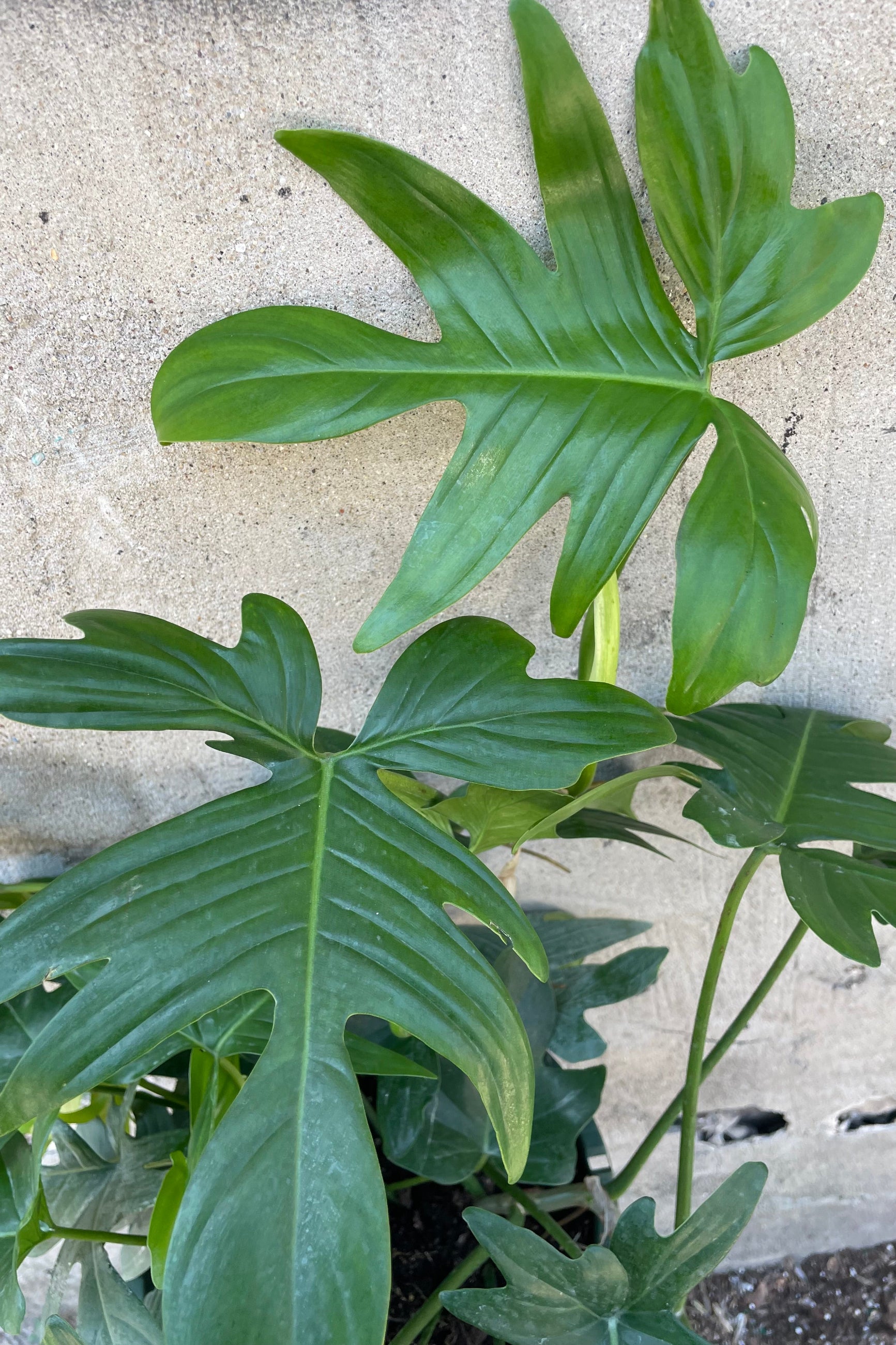 The large sculptural green leaves of the Philodendron 'Florida Green' ©Sprout Home