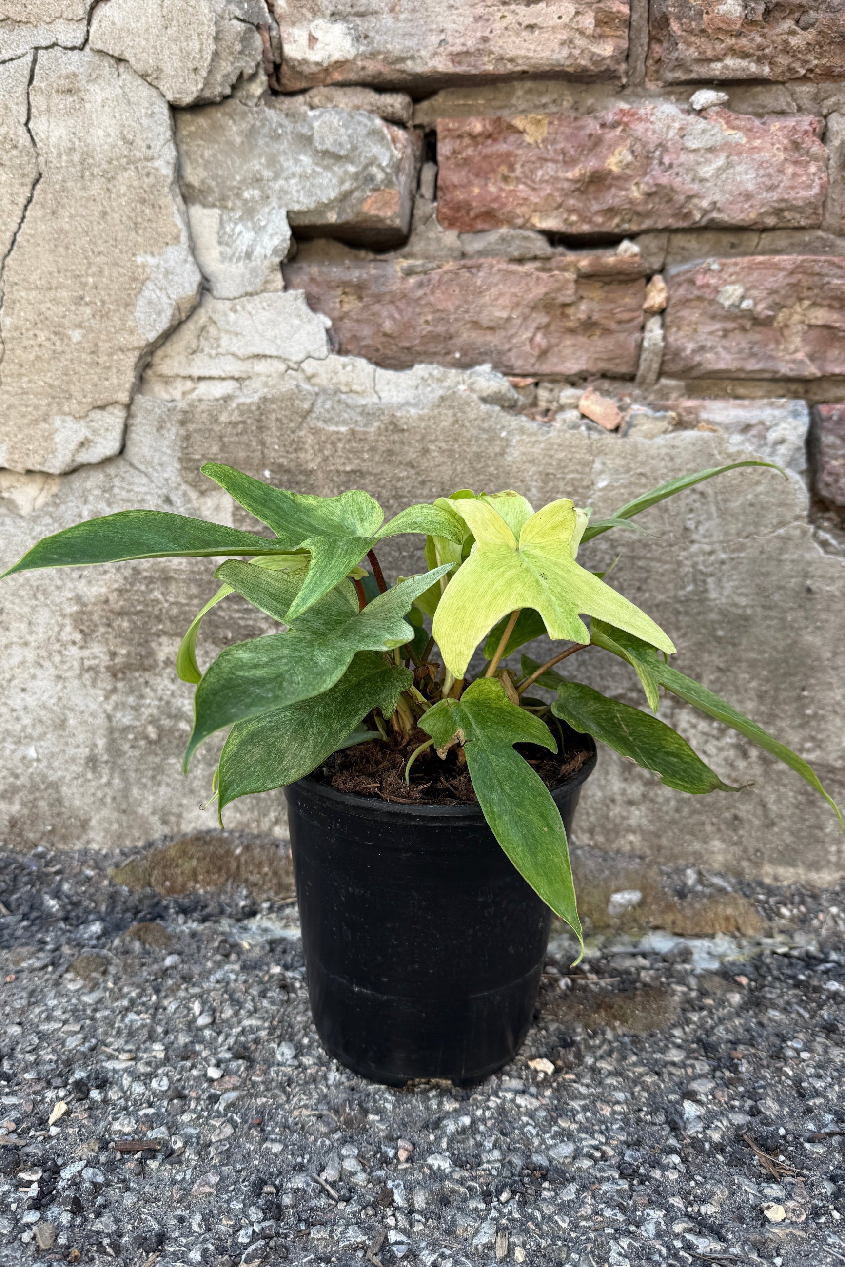 Philodendron 'Florida Ghost' in a 6" growers pot  in front of a stone wall ©Sprout Home