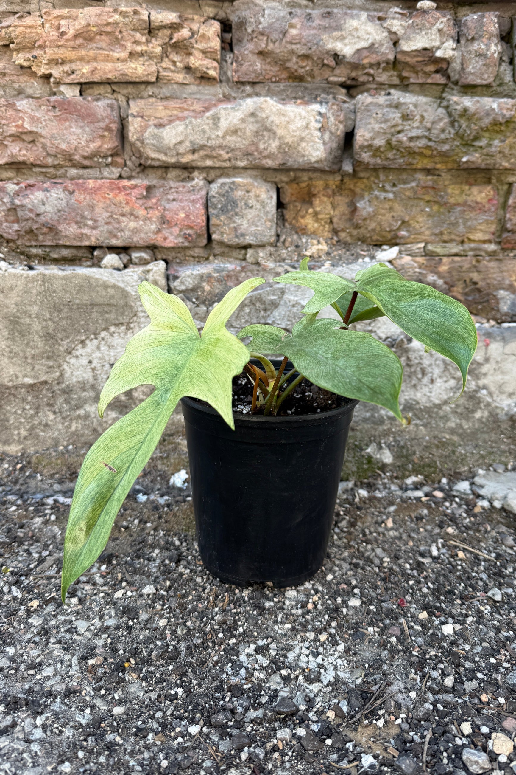 Philodendron 'Florida Ghost' in a 6" growers pot in front of a stone wall ©Sprout Home