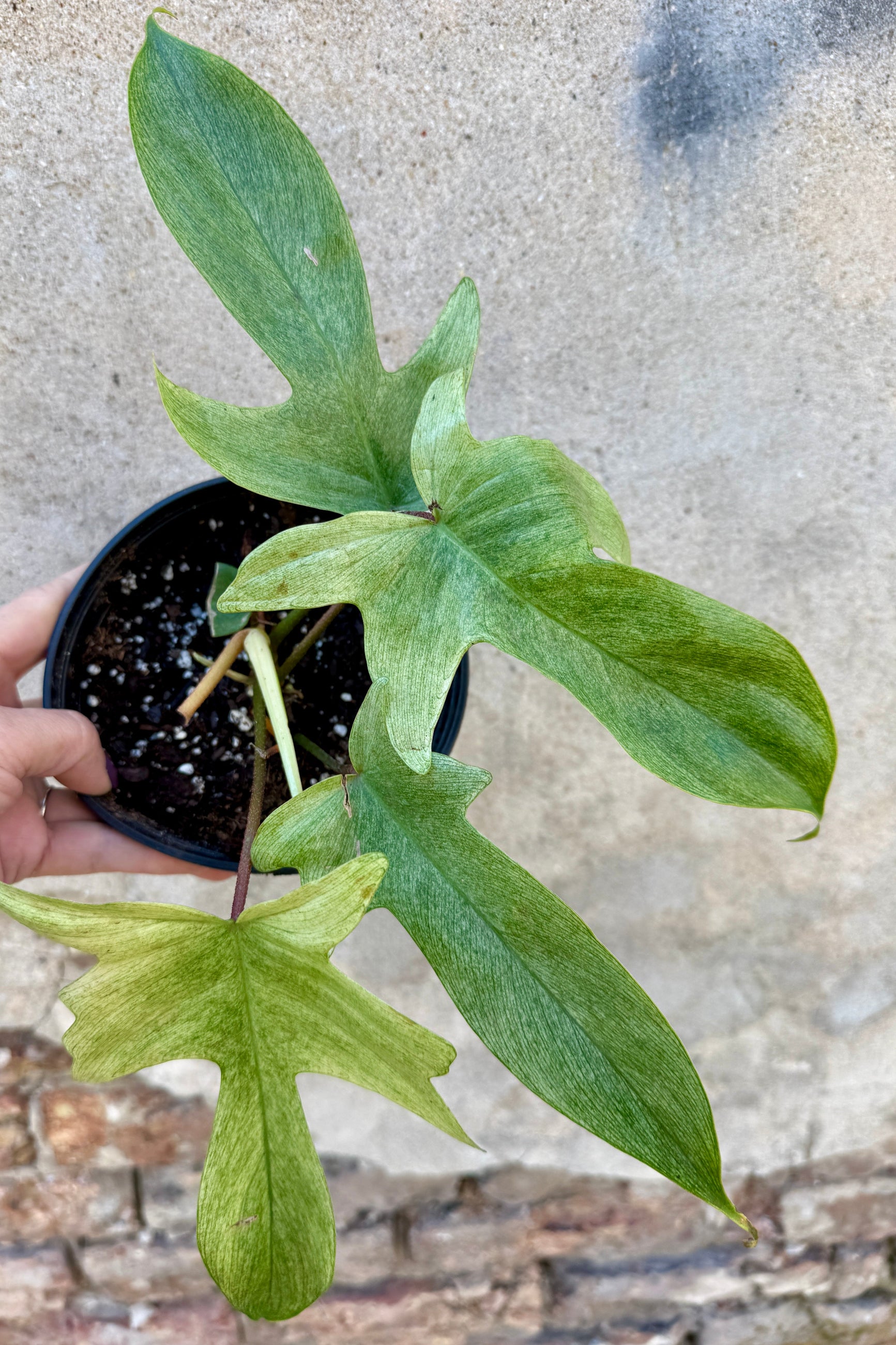 Philodendron 'Florida Ghost' 6" with large green leaves on a concrete surface ©Sprout Home