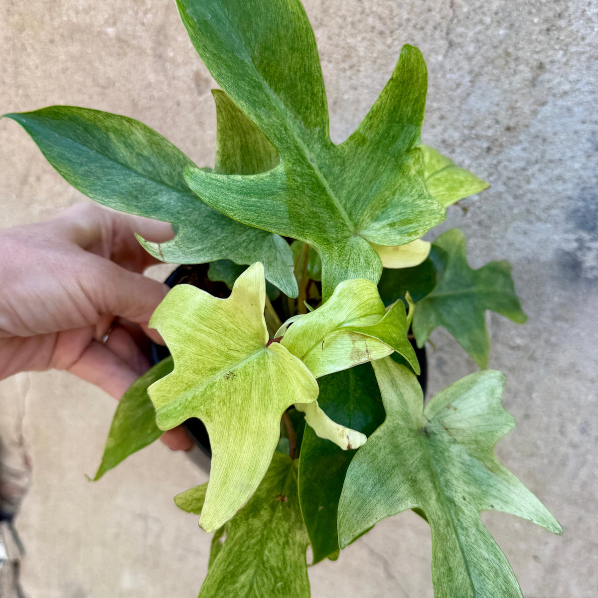 Philodendron 'Florida Ghost' 6