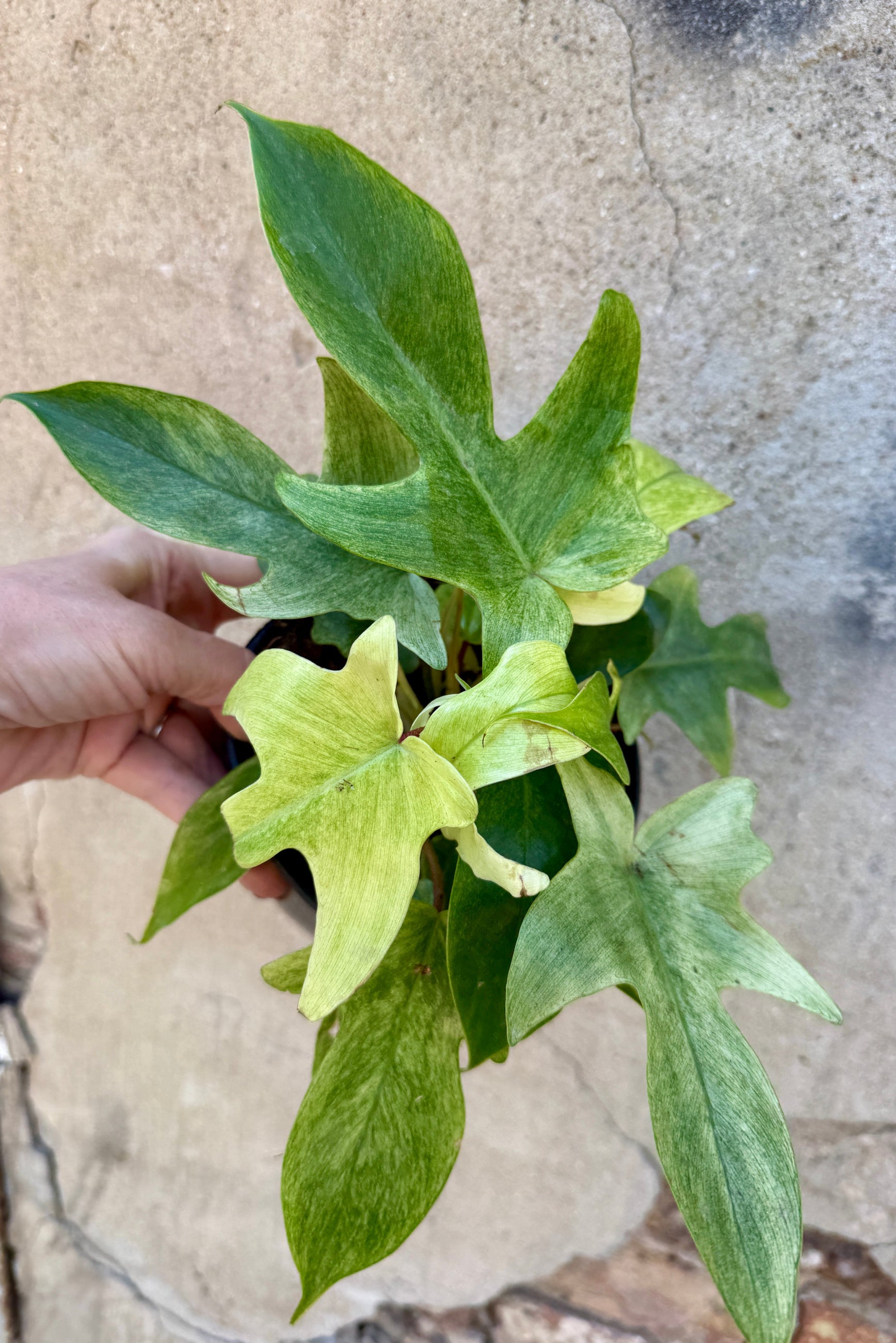Hand holding a Philodendron 'Florida Ghost' 6" against a textured wall. ©Sprout Home