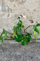 Philodendron 'Florida Green' in an 8" growers pot in front of a concrete wall. 