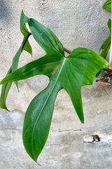 The green lobed leaves of the Philodendron 'Florida Green' plant
