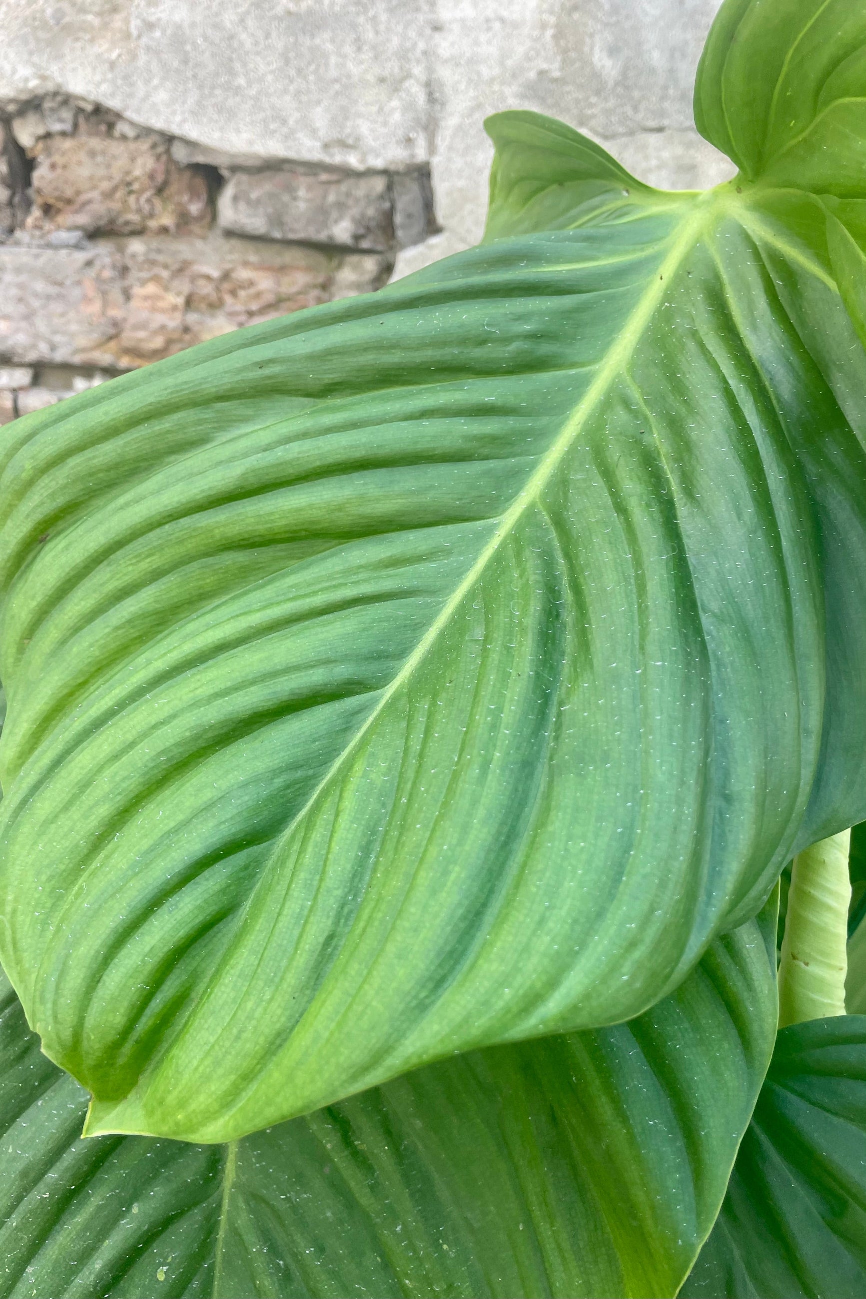 Photo of the broad, undulating green leaf of Philodendron 'Fuzzy Petiole' plant against a cement and brick wall. ©Sprout Home