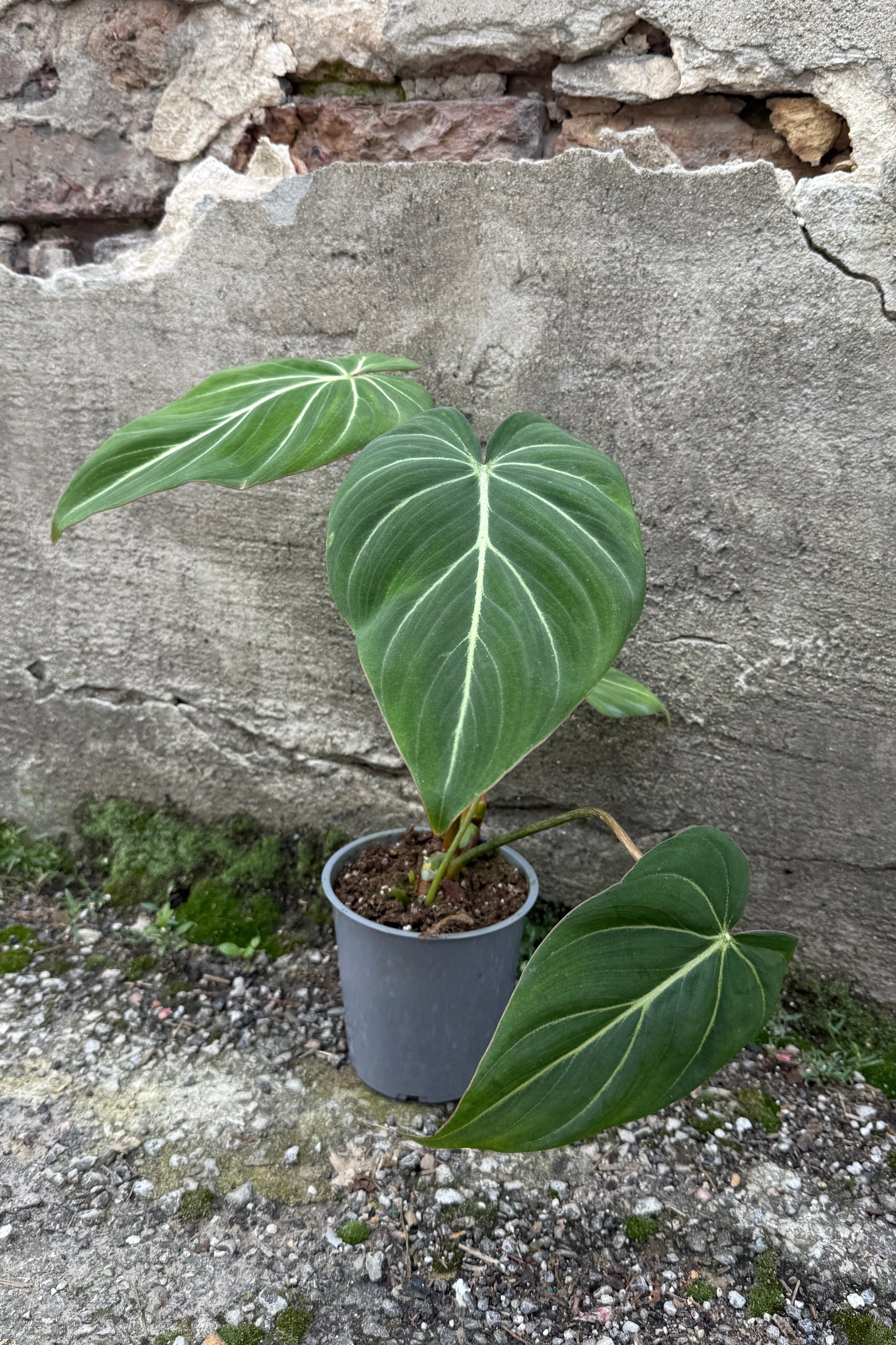 Philodendron gloriosum in a 5" growers pot against a concrete wall ©Sprout Home 