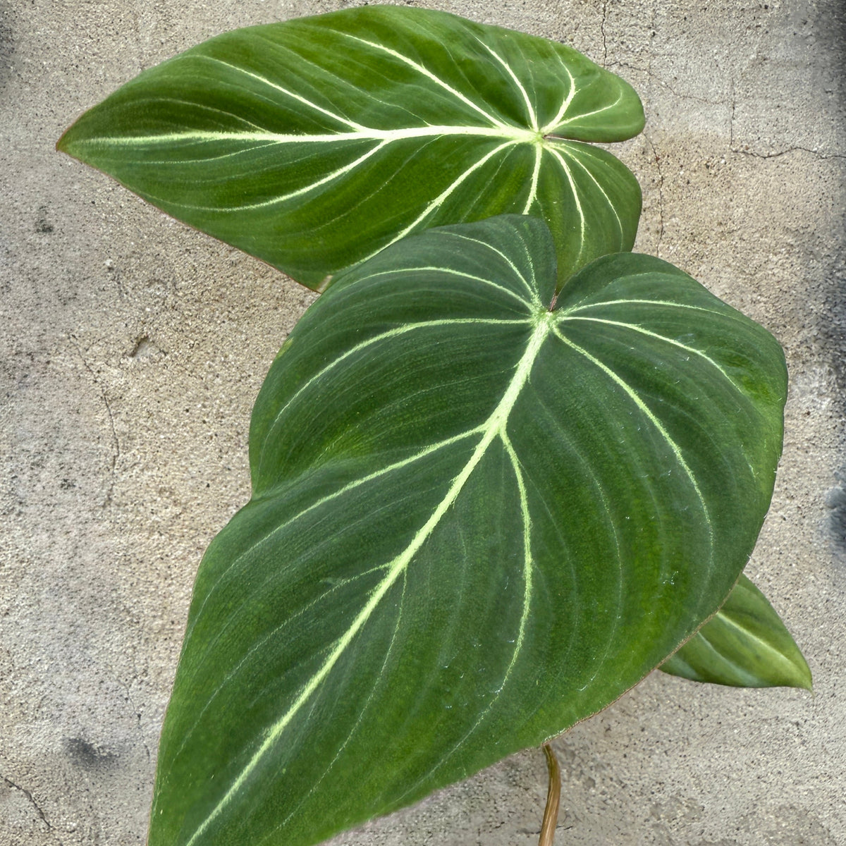 daun philodendron Philodendron gloriosum 5"