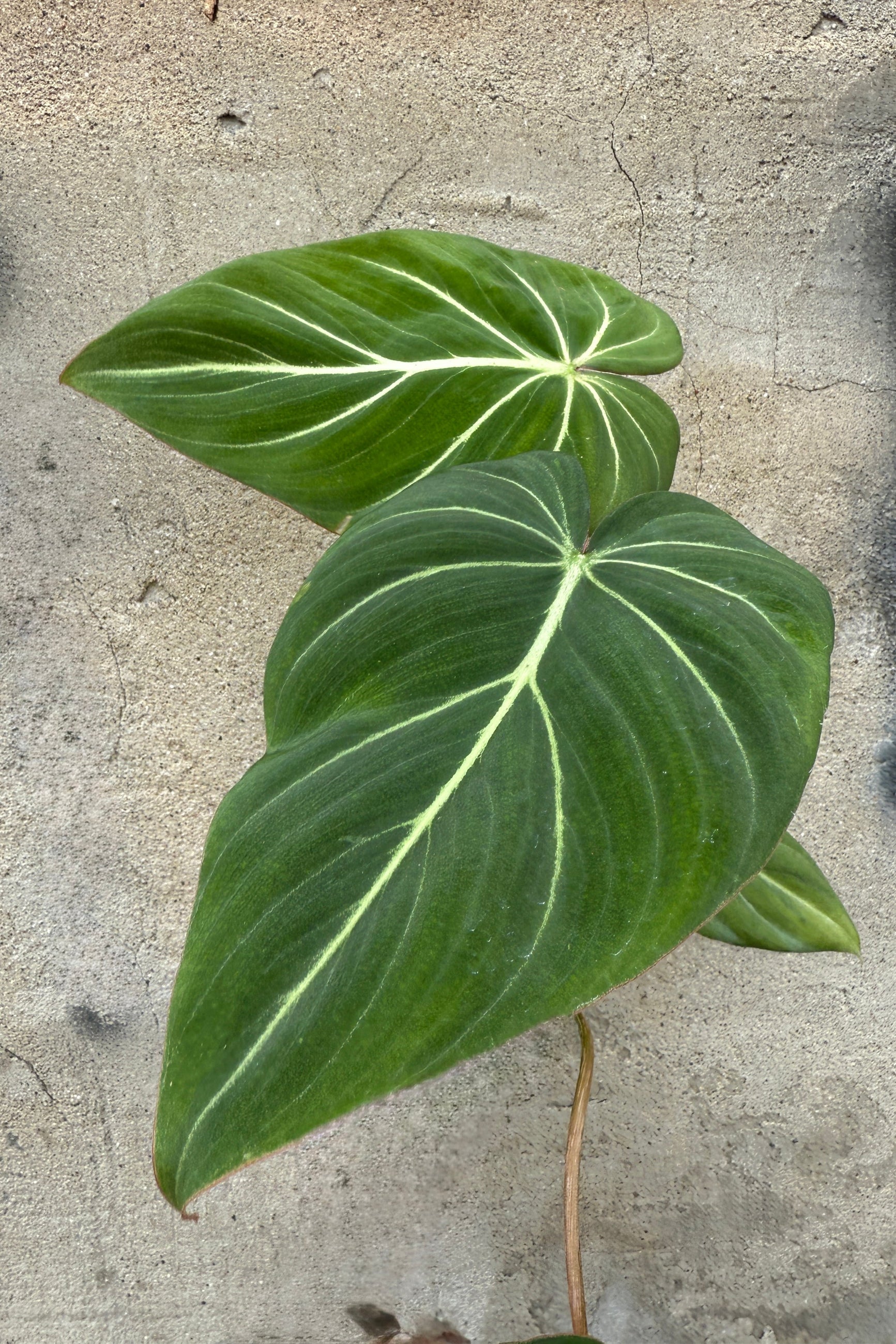 Philodendron gloriosum leaves up close against a concrete wall ©Sprout Home 