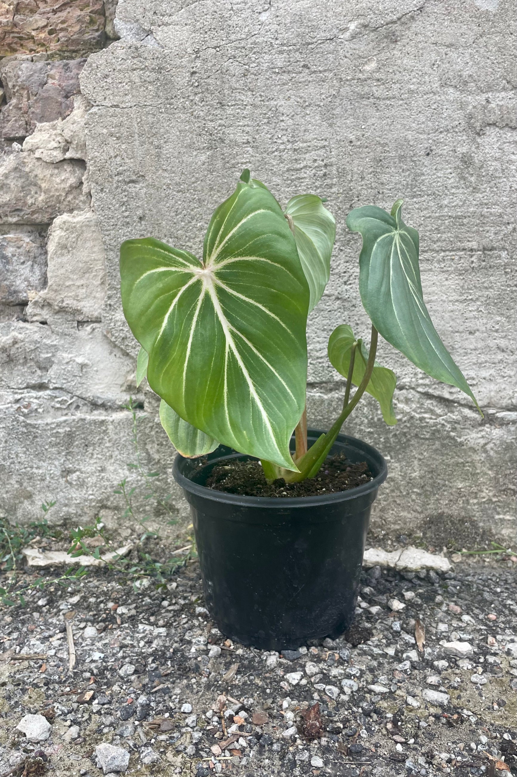 Photo of green leaves with white veins of Philodendron gloriosum in a black pot against a cement wall. ©Sprout Home