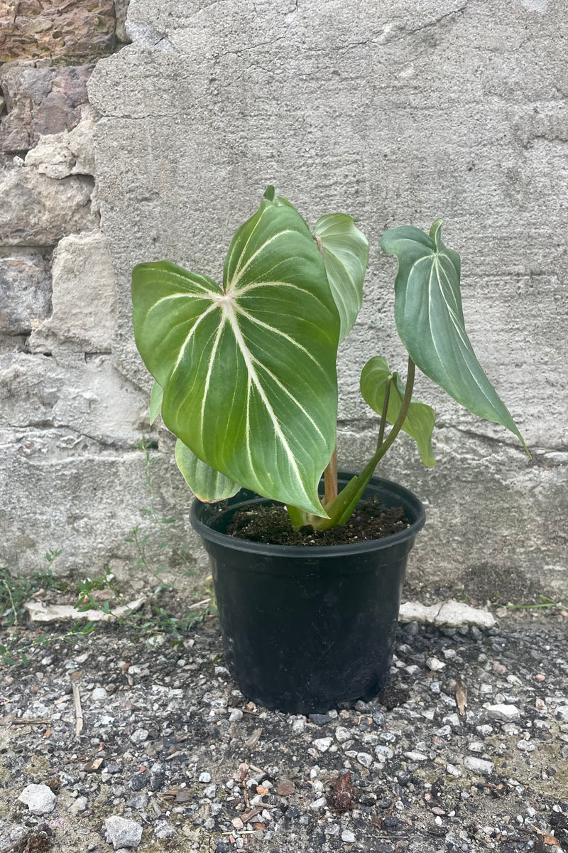 Photo of green leaves with white veins of Philodendron gloriosum in a black pot against a cement wall.
