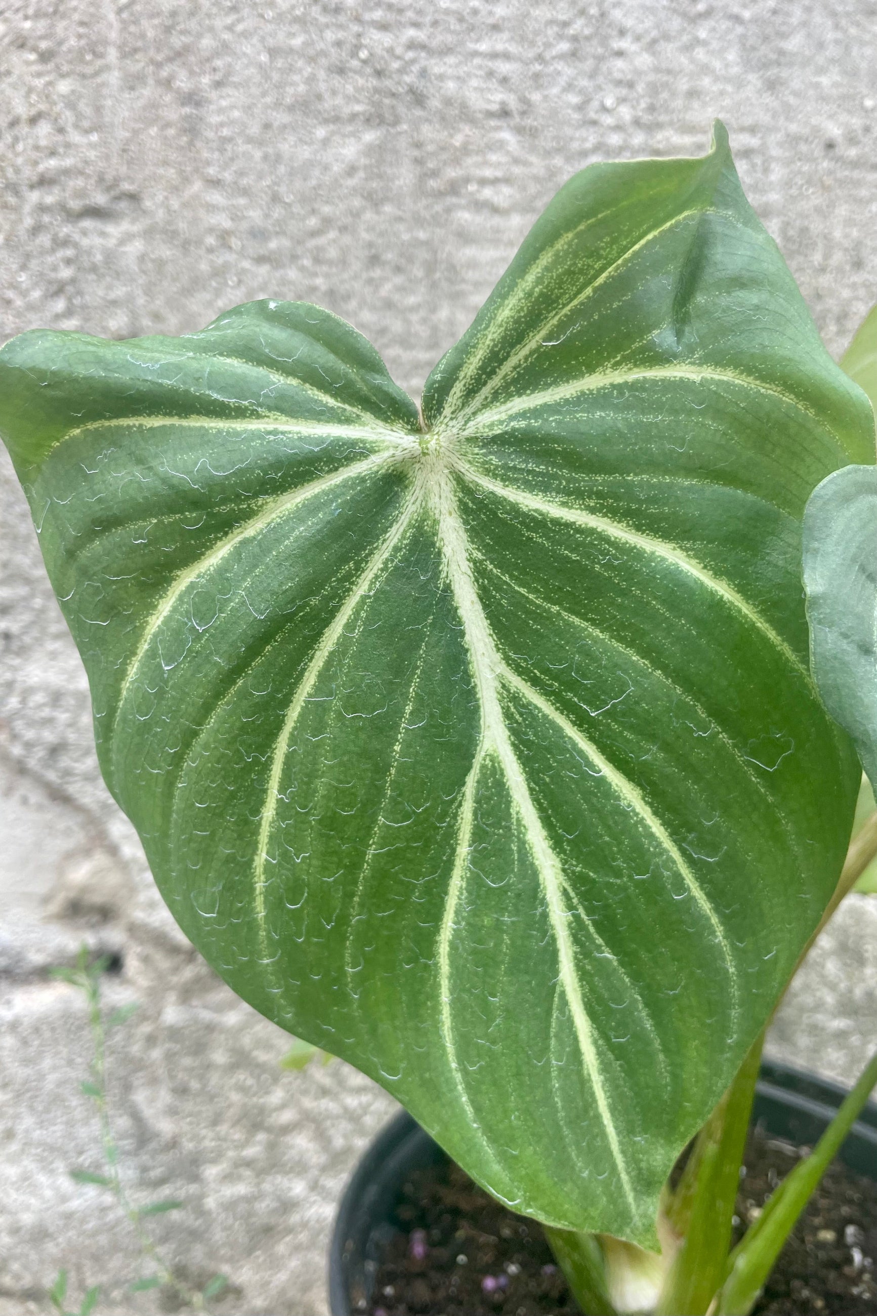 Close up photo of a leaf of Philodendron gloriosum, a green leaf with white veins against a cement wall. ©Sprout Home