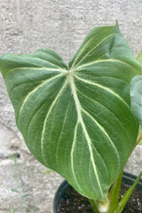 Close up photo of a leaf of Philodendron gloriosum, a green leaf with white veins against a cement wall.