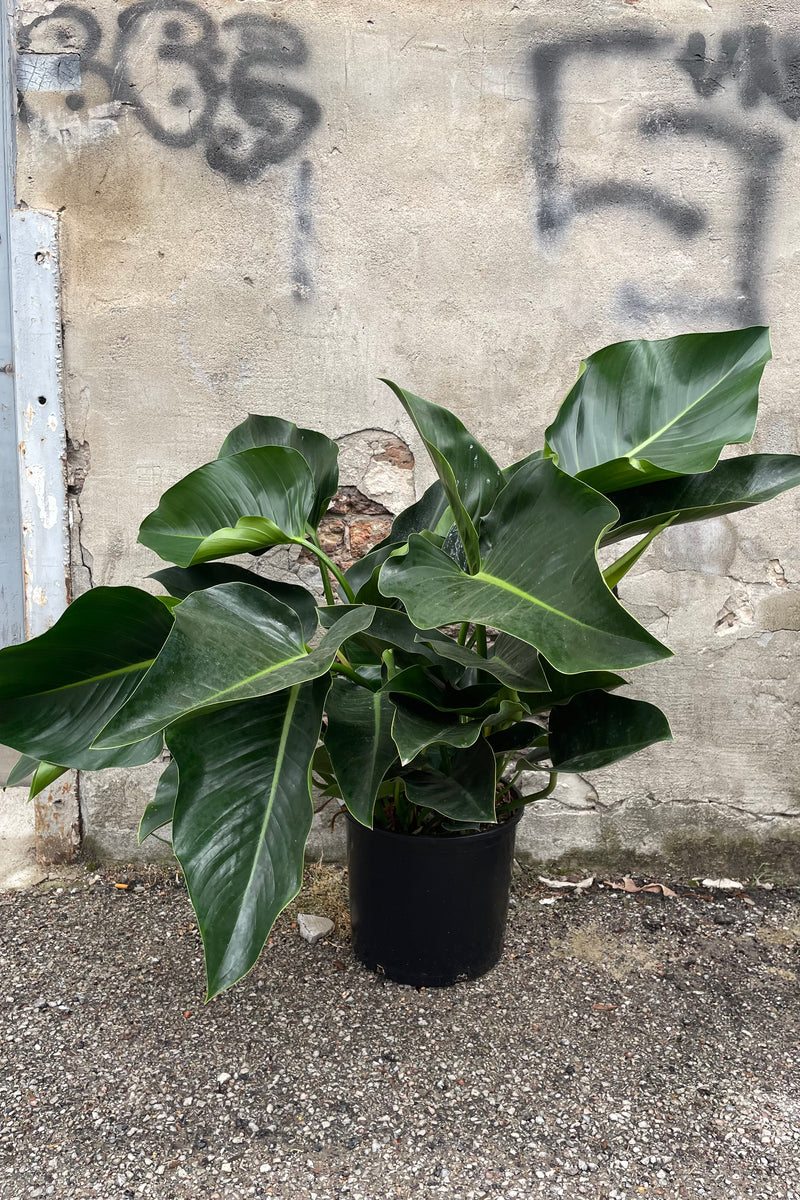 Philodendron 'Green Congo' in a 12" growers pot against a concrete wall showing off its thick green leaves. 