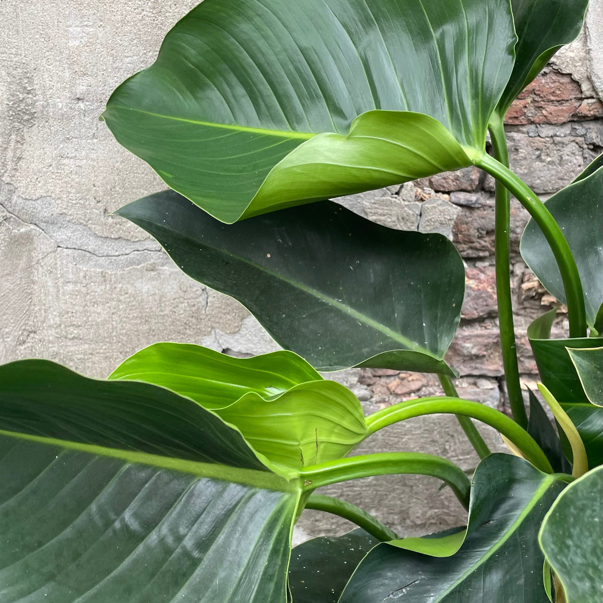 green philodendron congo Philodendron 'Green Congo' 12" at SPROUT HOME