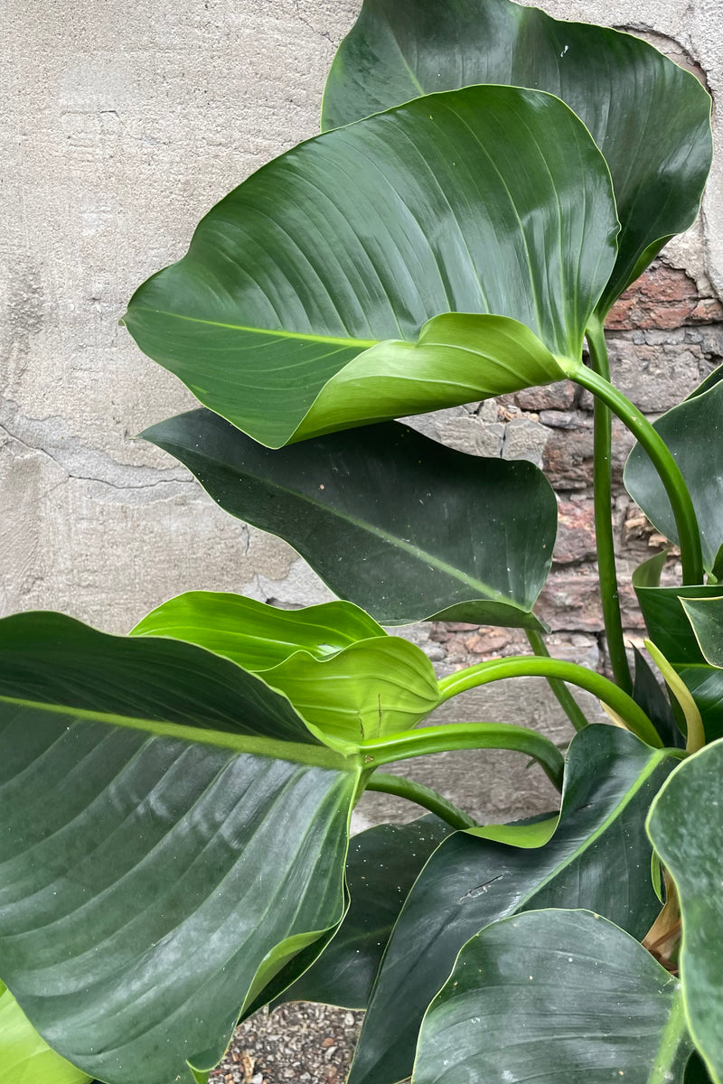A detail picture of the heart shaped green thick leaves of the Philodendron 'Green Congo' plant