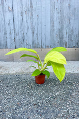 Photo of Philodendron 'Golden Goddess' in an orange pot sitting on a concrete surface. The plant has wide, bright yellow-green leaves on a long petioles. The plant is photographed against a gray wall.