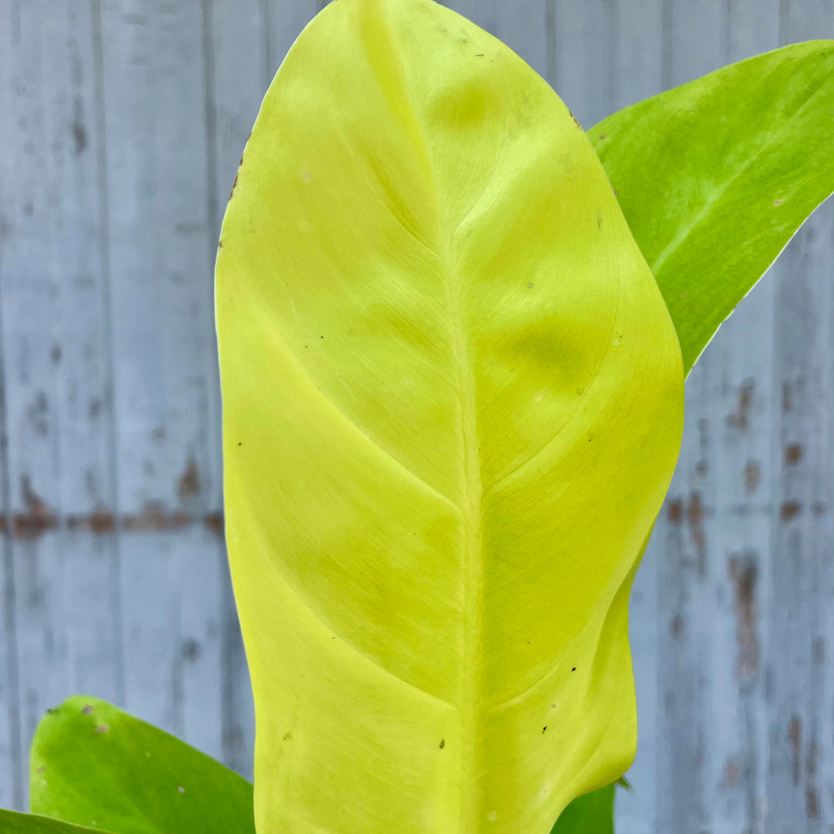 green goddess philodendron Philodendron 'Golden Goddess' 4" at SPROUT HOME