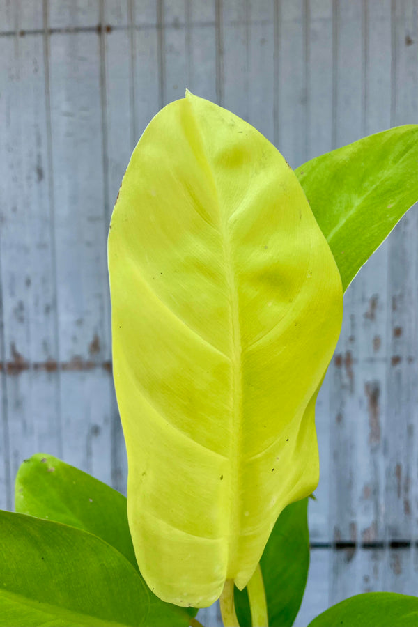 A close photo of the broad leaf of Philodendron 'Golden Goddess.' The leaf is vibrant yellow-green and shown against a gray wall.