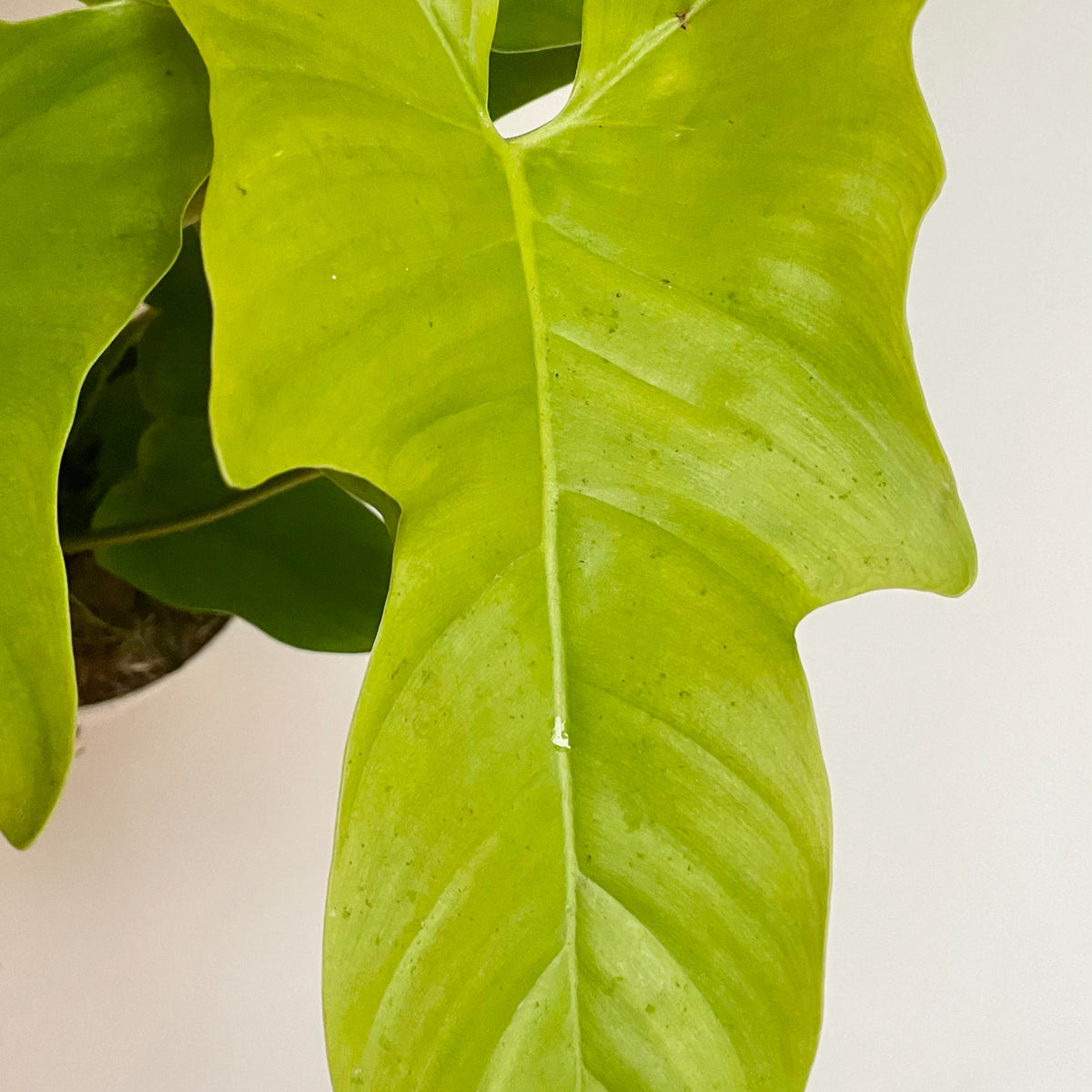 Philodendron 'Golden Violin' 6