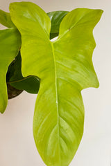 Close photo of bright green leaf of Philodendron 'Golden Violin'