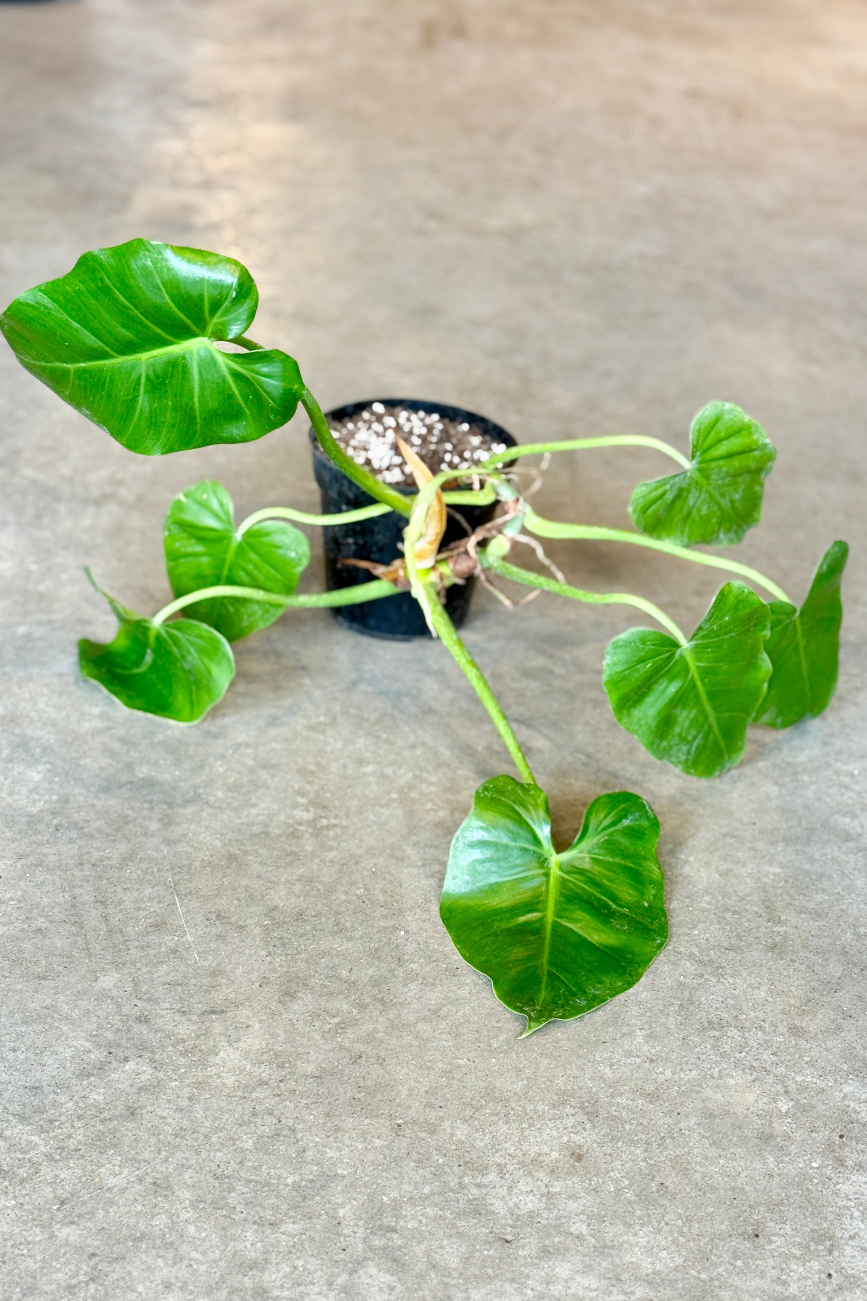 Philodendron giganteum 6